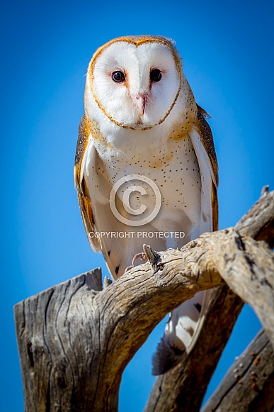 Barn Owl on Branch
