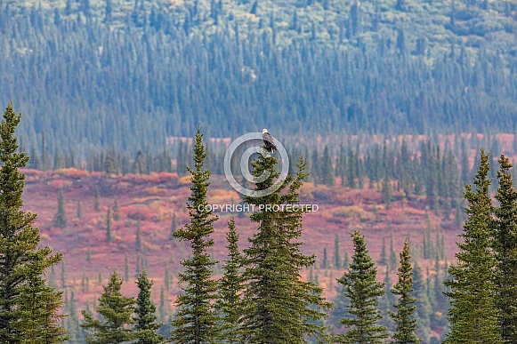 An Eagle Sits Amongst the Autumn Colors in the Wilderness of Denali Highway, Alaska