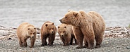 Wild Brown Bear with three cubs