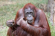 Orangutan (Ponog Pygmaeus)