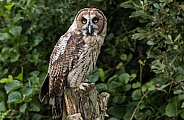Hybrid Owl Species Full Body On Tree Stump