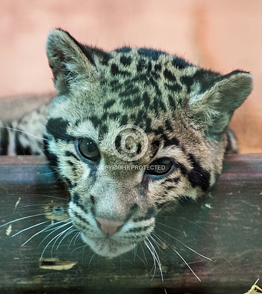 clouded leopard cub