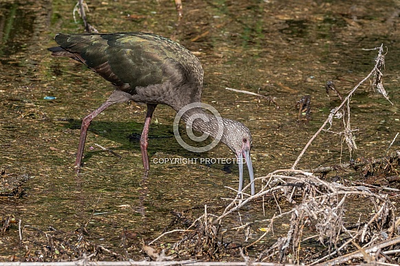 Nonbreeding Adult/Immature White-faced Ibis in Nevada