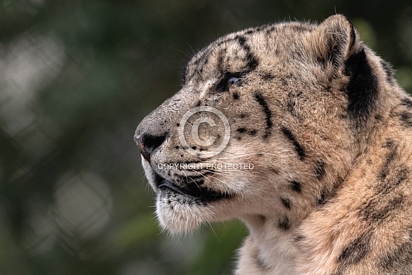 Snow Leopard Close Up Side Profile