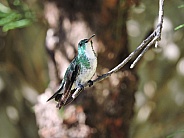 Plain-bellied Emerald Hummingbird