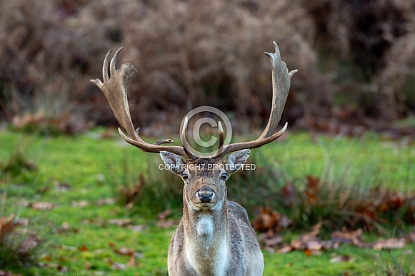 deer (fallow buck)