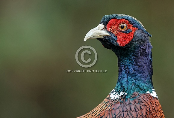 Pheasant bird a bird with beautiful colours