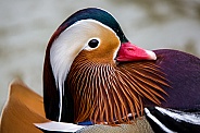Mandarin Duck Portrait