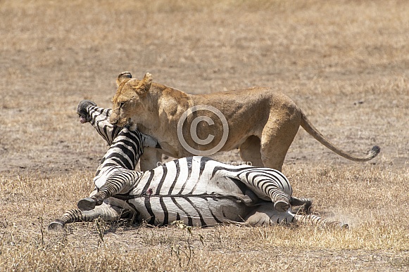 Wild lioness with zebra