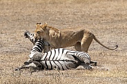 Wild lioness with zebra