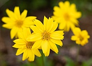 Yellow Daisy Bellis perennis in Bloom