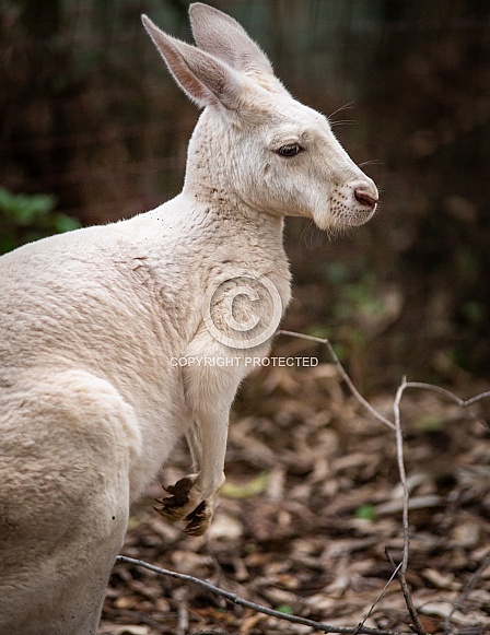 Albino Kangaroo 2