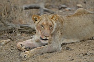 African Lioness (wild)