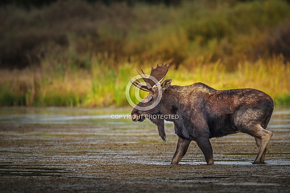 Bull Moose in river near Island Park, ID