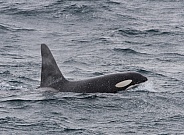 Orca, killer whale (wild)