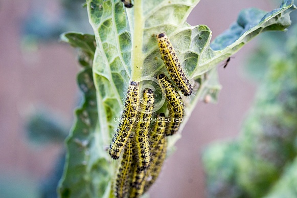 Cabbage White Butterfly Larvae