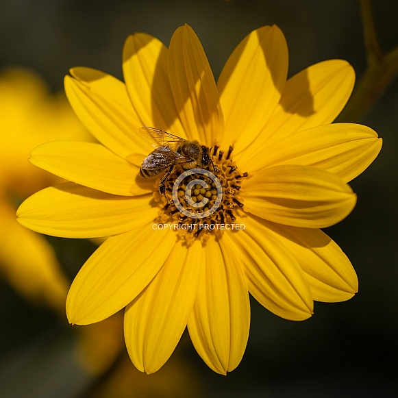 Bee On Wild Sunflower
