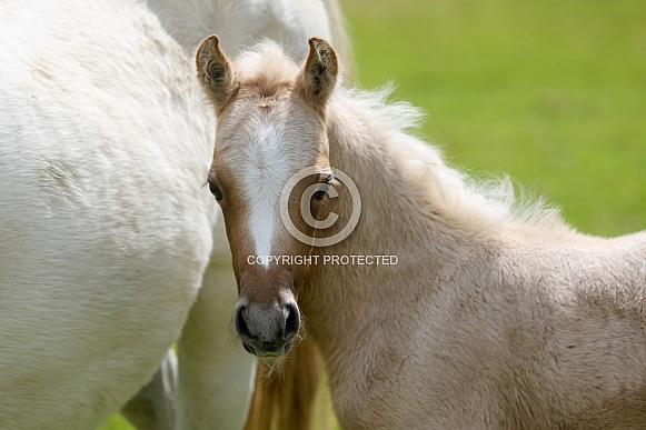 Palomino Pony Foal