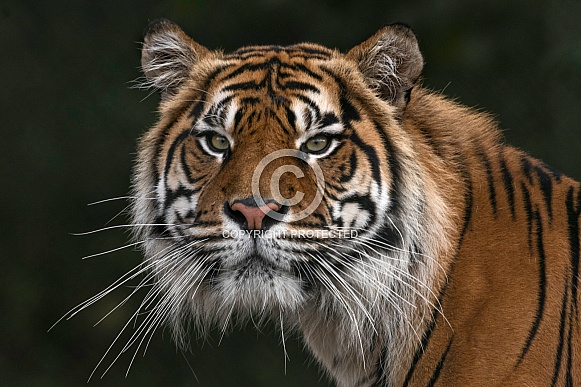 Sumatran Tiger Front On Head Shot