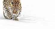Amur Leopard-Leopard of the North