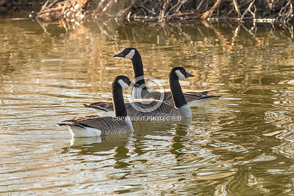 Canada Geese on water