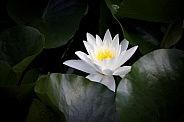 White waterlily on water, close up view
