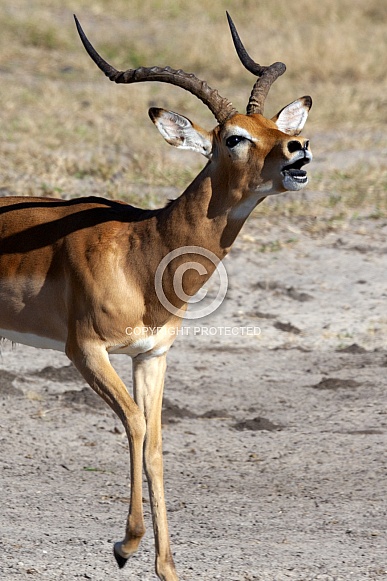 Male Impala Antelope - Botswana