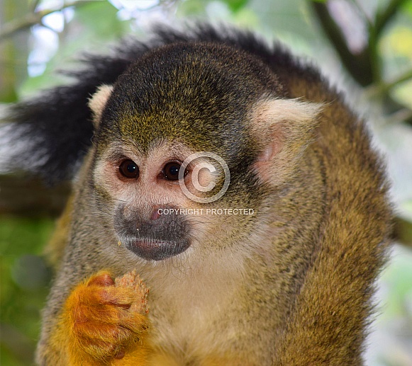 Squirrel Monkey