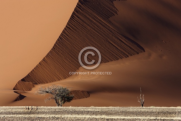 Sand Dune - Sossusvlei - Namibia