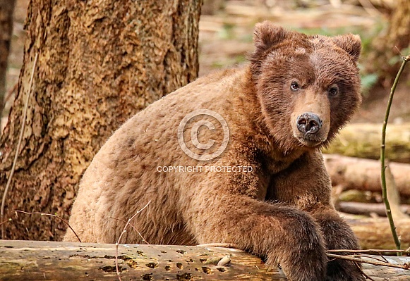 Brown bear in the woods