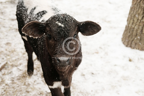 Calf in winter snow closeup