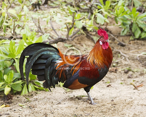 Rooster on the Beach
