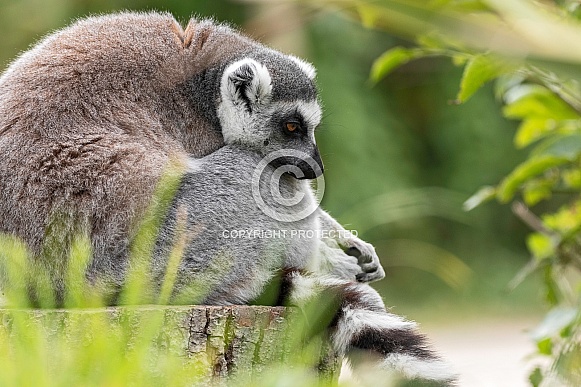 Ring Tailed Lemur Sleeping
