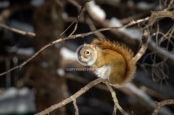 Red tail squirrel on a tree branch