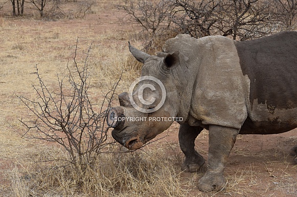 Rhino in field in South Africa