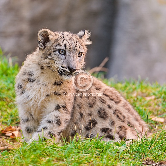 Young Snow leopard