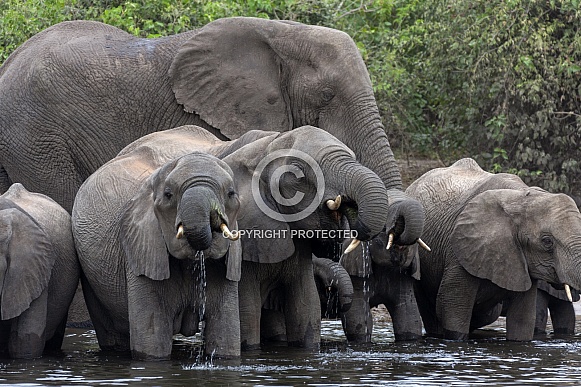 African Elephant (Loxodonta africana) - Botswana