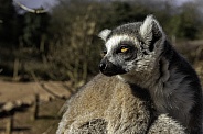Ring tailed lemur close up
