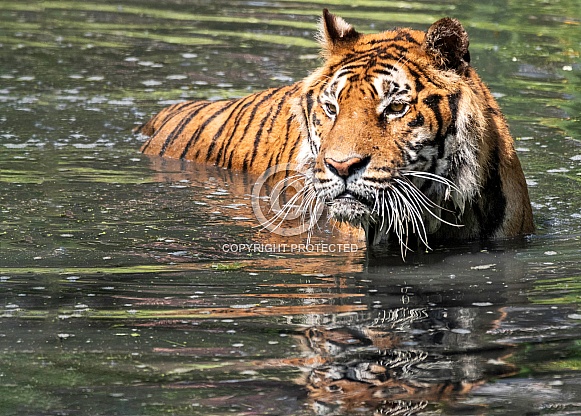 Bengal Tiger In Water