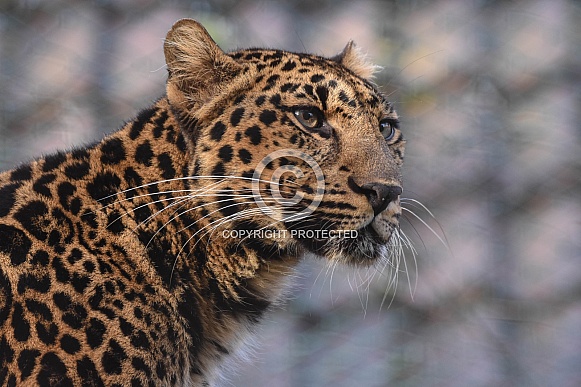 African Leopard