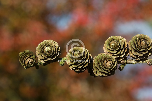 Fir Cones and Autumn colors