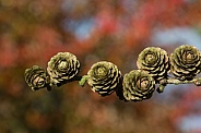 Fir Cones and Autumn colors