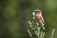Young stonechat