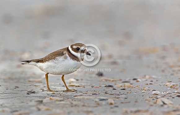 The common ringed plover or ringed plover (Charadrius hiaticula)