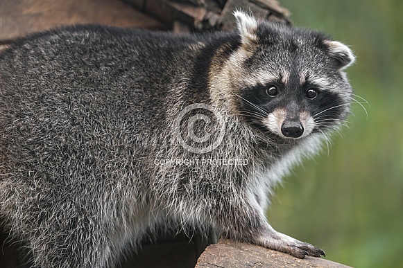Raccoon posing