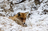Red fox resting in snow