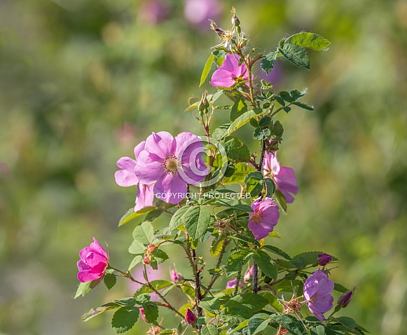 Alaskan Wild Rose, Prickly Rose, Rosa Acicularis