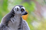 Ring-Tailed Lemur (Lemur Catta)