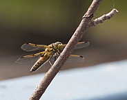 Four-Spotted Chaser or Skimmer Dragonfly