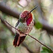 Hummingbird - Dapper Anna's